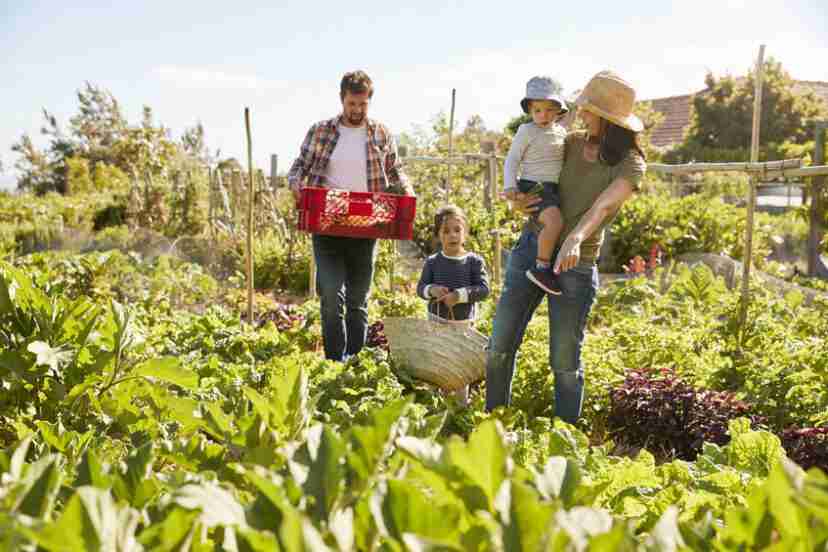growing your own food