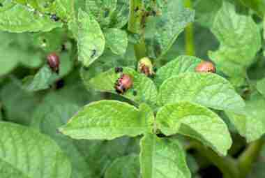 natural pesticides