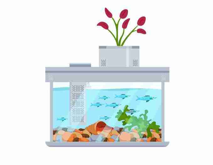 aquaponics