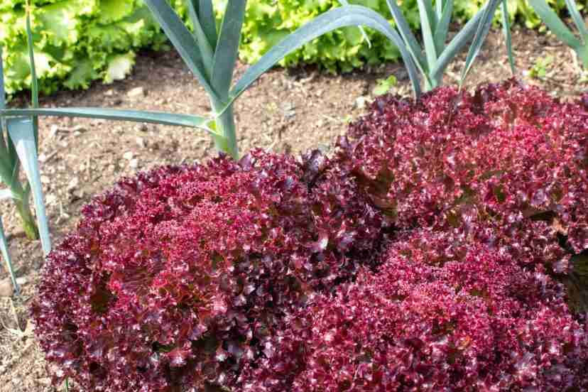 Red and green lettuce with garlic for pest control by companion planting.