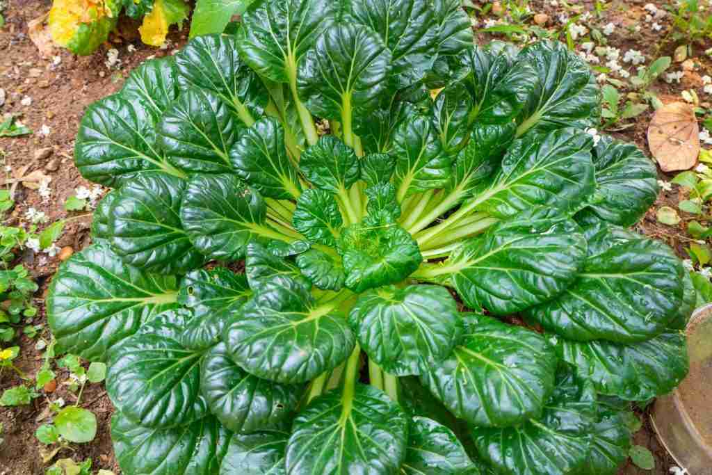 Tatsoi plant in the garden.