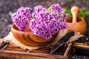 Oregano flowers