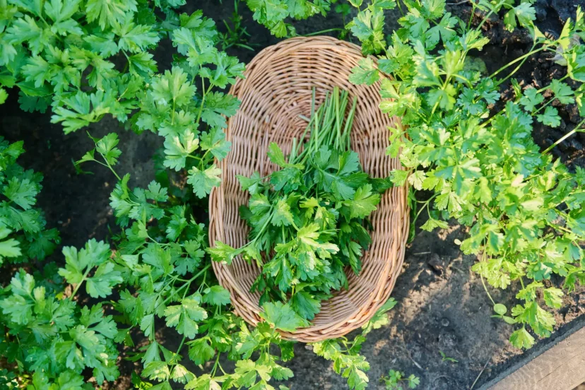 Harvested parsley in a basket surrounded by growing parsley plants