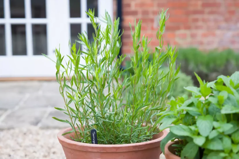 French tarragon in a pot outside