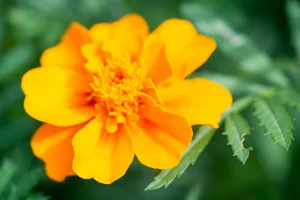 The flower of Mexican tarragon for growing tarragon in pots