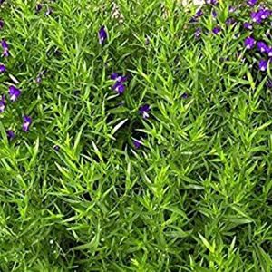 Russian tarragon with flowers