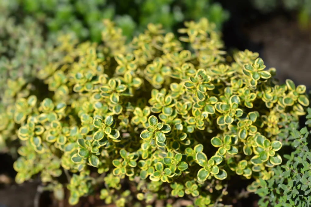 Lemon Thyme, showing the yellow edge on the leaves
