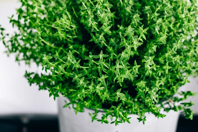 Growing thyme in pots