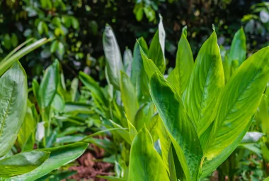 Ginger leaves in Tanzania