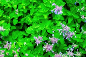 Lemon Balm Flowers