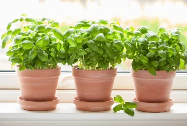 Three basil plants growing in terra cotta pots.