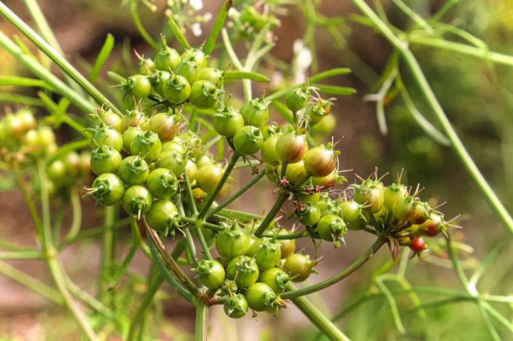 Green coriander seed heads before drying