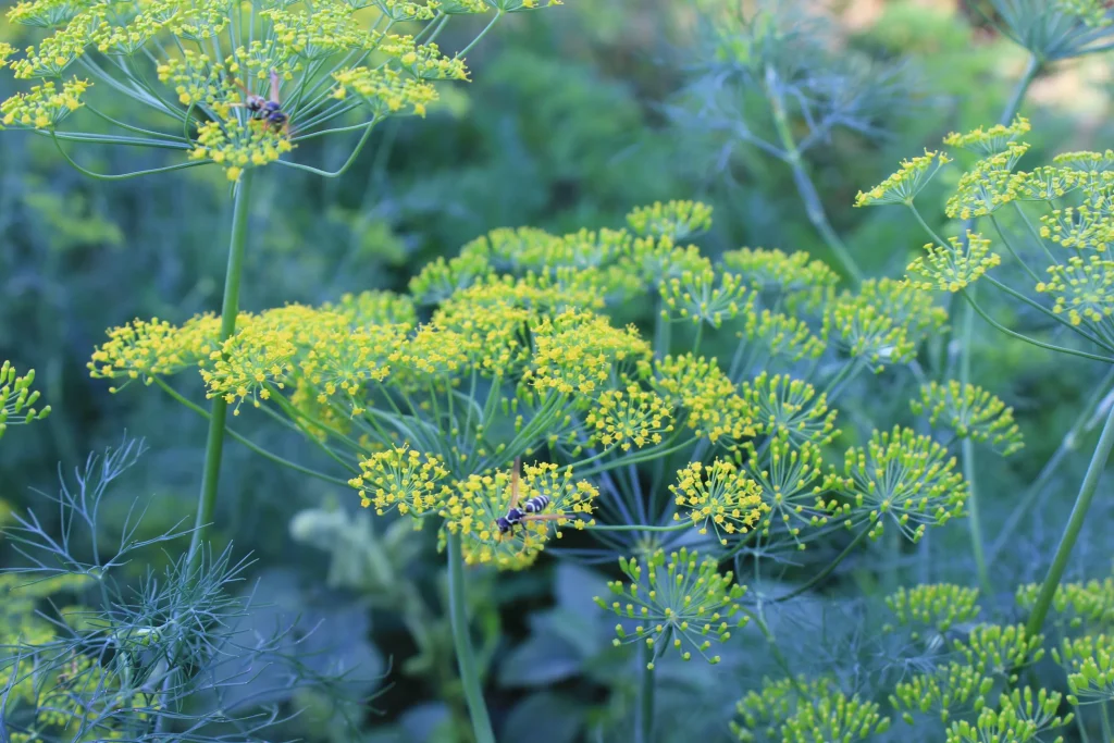 Fennel flowers in a field in midsummer.