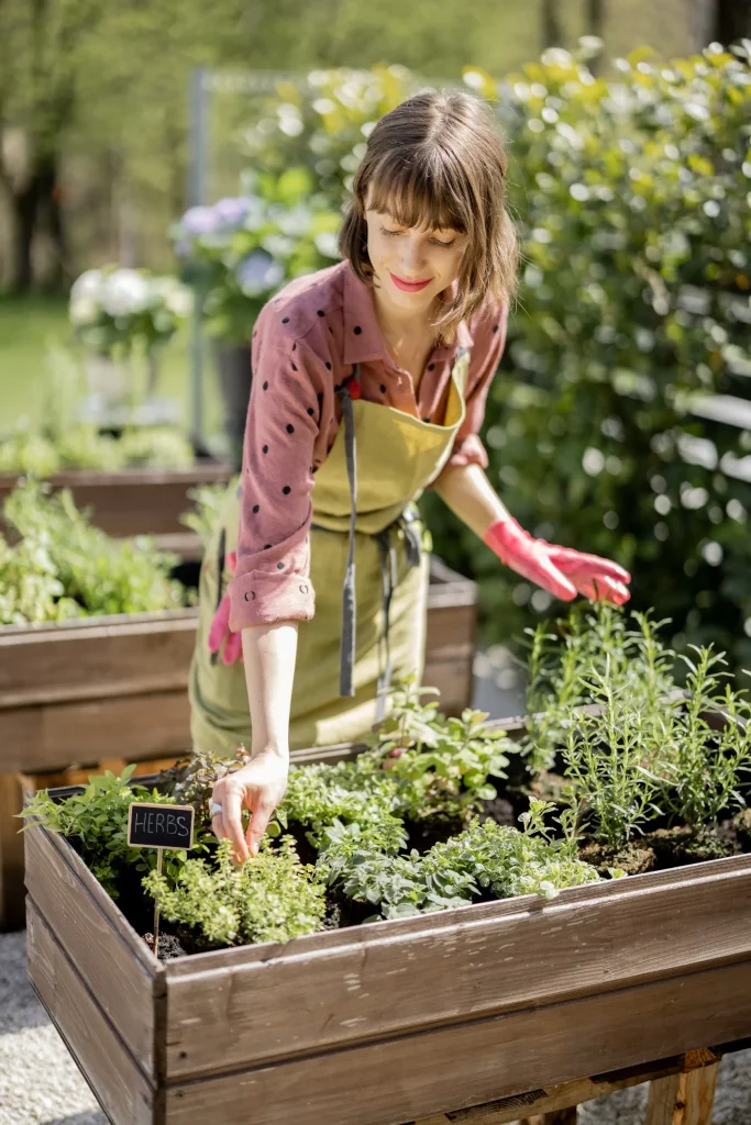 A woman tending some young herbs in a raised garden bed.