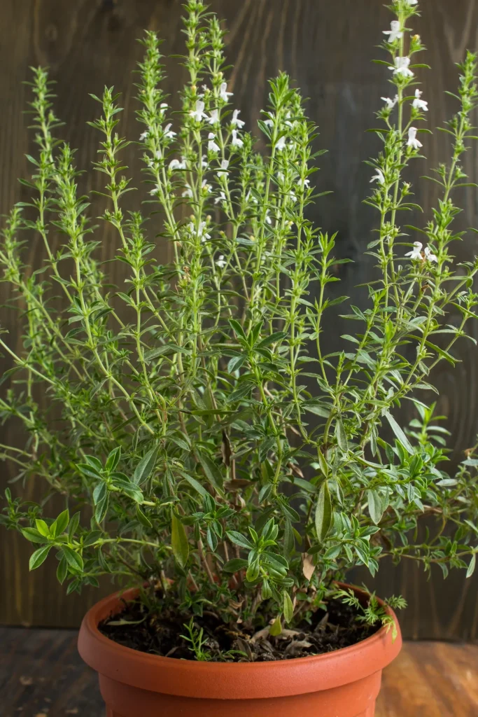 Summer savory potted with flowers