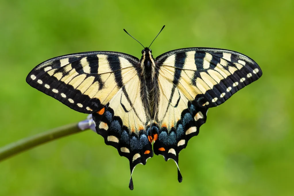 Eastern Tiger Swallowtail Butterfly, colored with yellow and black wings and spots of blue and red.