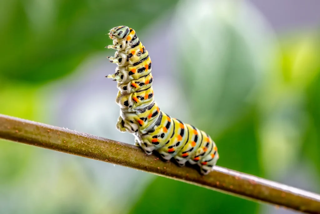 Swallowtail Butterfly Caterpillar, colored in green and black stripes with yellow and red spots.