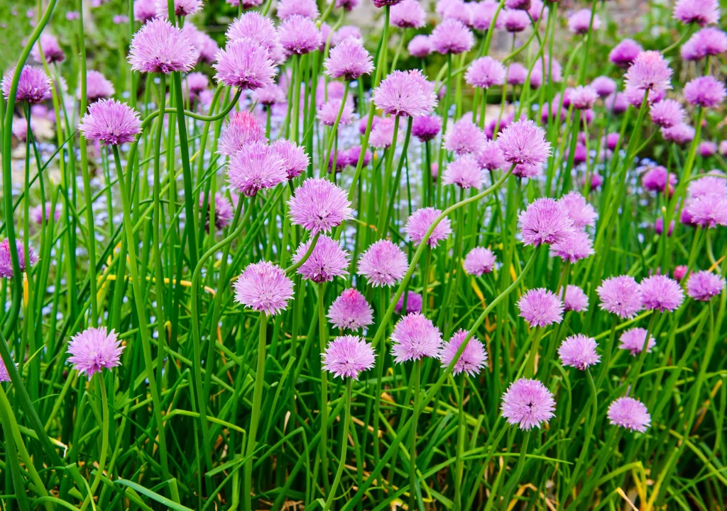 A field of chives grown from seeds blooming with purple flowers.