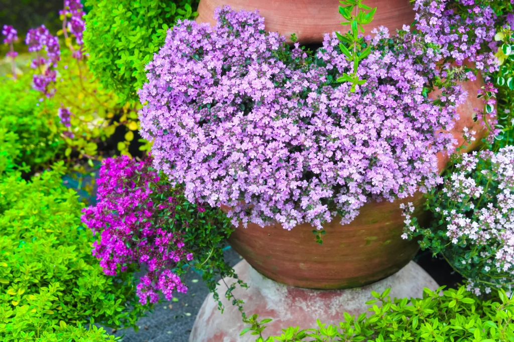 A variety of colorful thyme flowers in pots..