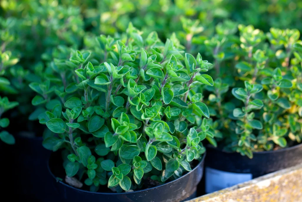 Lush green oregano plants in pots.