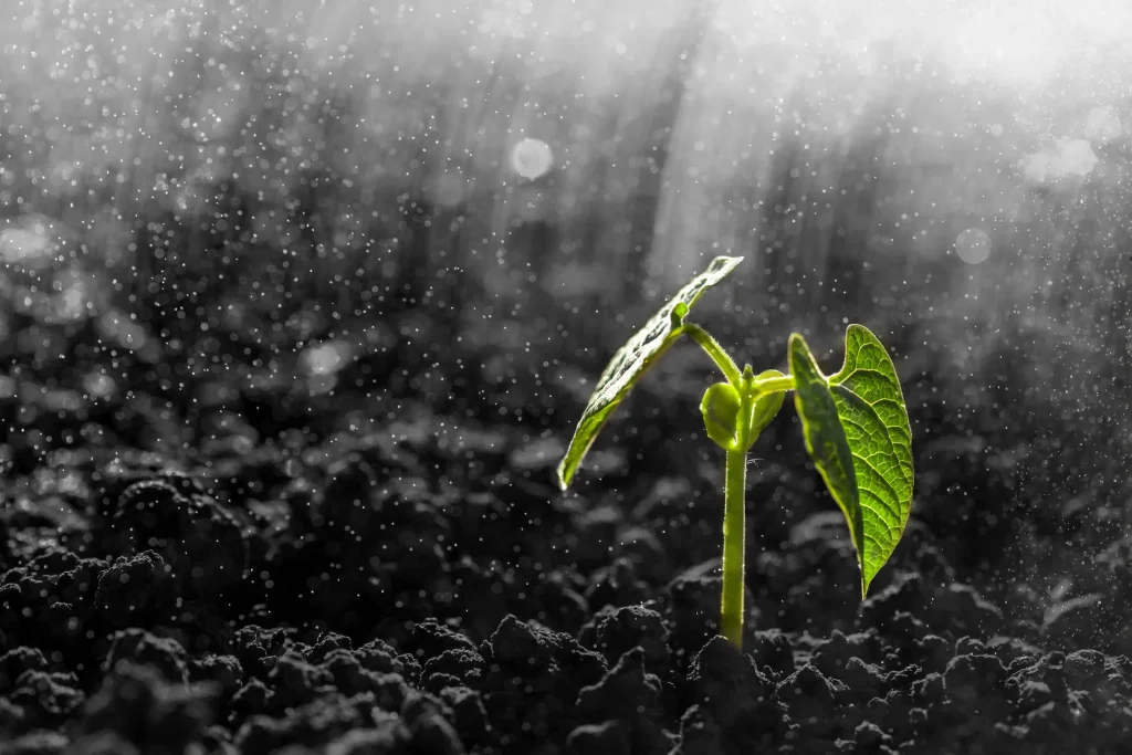 The best type of water for plants, rain gently falling on a bean seedling.
