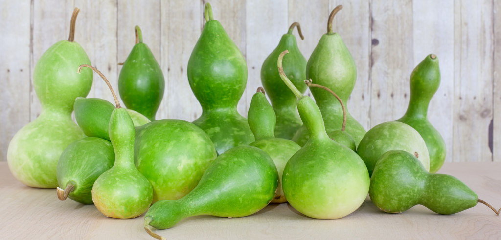 An assortment of green bottle gourds.