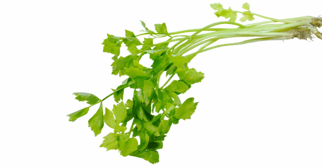 A few stalks of fresh green Chinese celery on a white background.