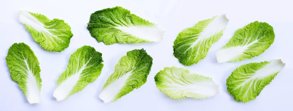 Fresh green Napa cabbage leaves on a white background.