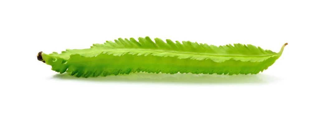 A single winged bean on a white background.