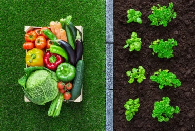 Fresh vegetables and a raised bed garden.