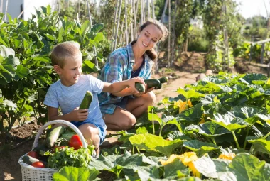 Woman and boy harvesting zucchini in no-till garden.