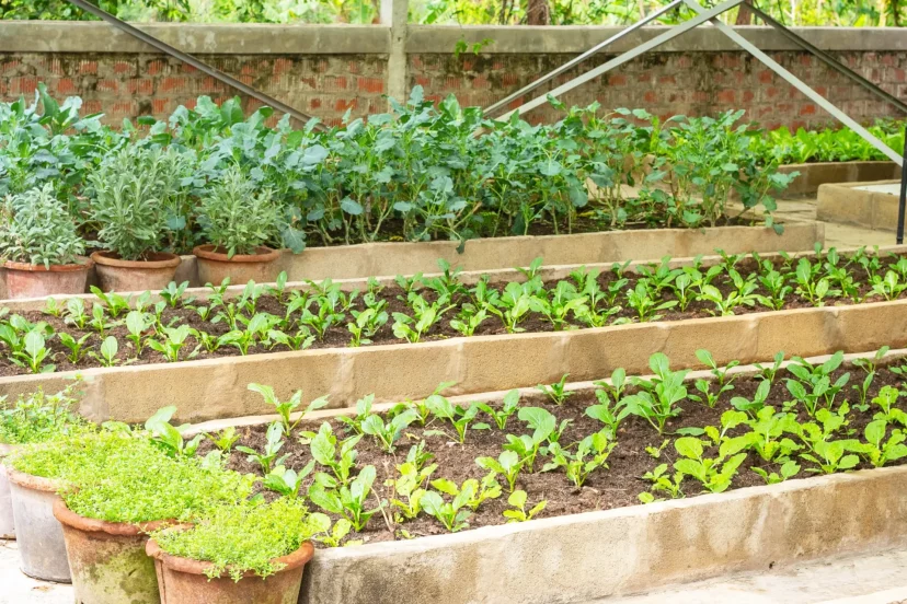 Raised bed gardens with seedlings and more mature plants.