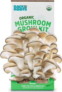 Back to the Roots organic mushroom grow kit.