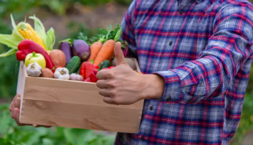 Harvest of vegetables 02 A bountiful harvest of vegetables in a wooden box.