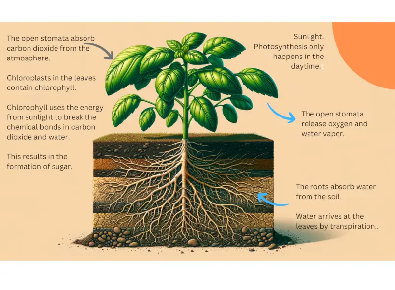 Basic diagram of photosynthesis.
