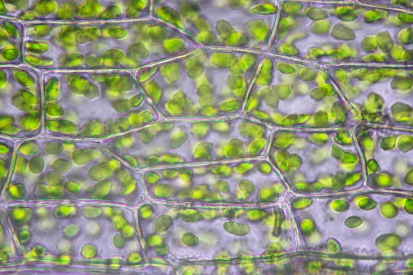 Chloroplasts within plant cells.