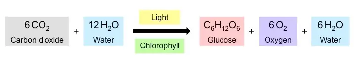 The equation for photosynthesis.