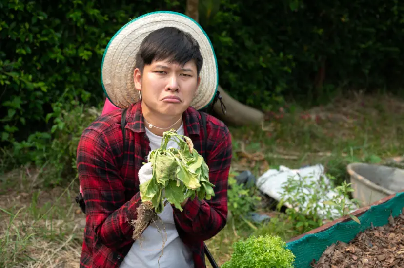 sad farmer A farmer who is sad about his wilted lettuce.