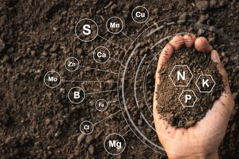 soil nutrients A man holding a handful of soil with a diagram illustrating the major minerals in garden soil.